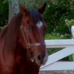 Pretty_Little_Liars_S07E20E21_WEB-DL_720p_DUAL_WWW_COMANDOTORRENTS_COM_3987.jpg